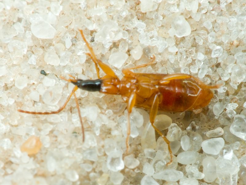 Demetrias monostigma Samouelle, 1819